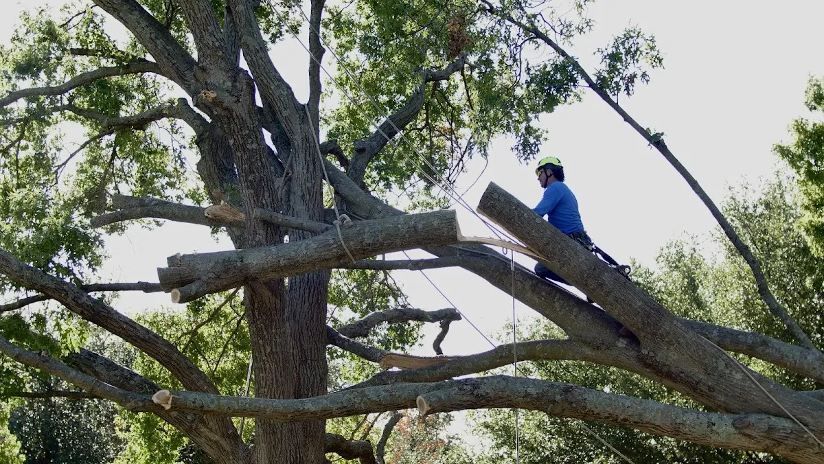 Professional Hazardous Tree Removal performed by certified arborists in Markleville