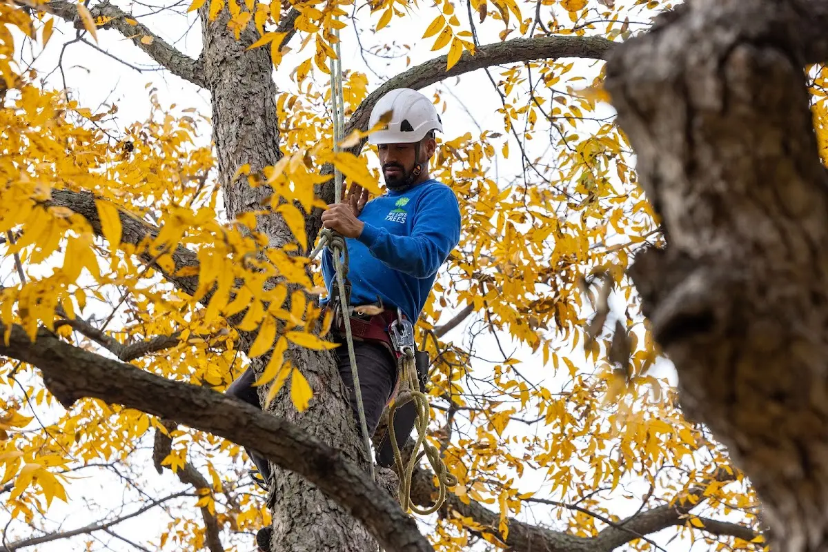 Skilled Storm Damage Cleanup crew working in Markleville